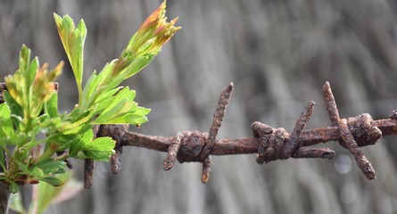 branch of willow on background 