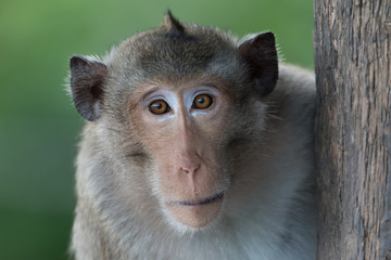 Asian monkey in the forest.