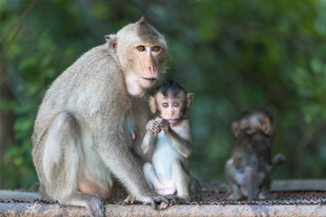 Asian monkey in the forest.