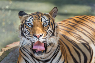 Panthera tigris tiger in the natural.