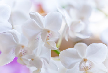 Close up of white Phalaenopsis or Moth dendrobium Orchid flower in winter in home window tropical garden. Floral nature background. Selective focus.