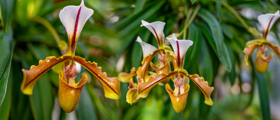 Paphiopedilum orchid flower in greenhouse close up