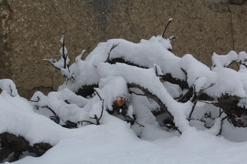 snow covered trees in winter