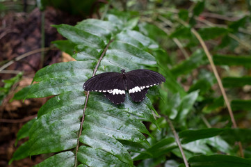 black butterfly with open wings perched on a forest plant
