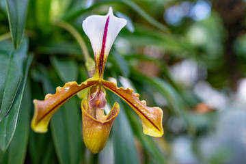 Paphiopedilum orchid flower in greenhouse close up © Vera Kuttelvaserova