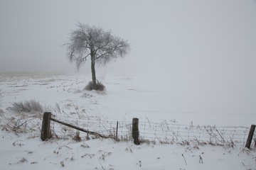 winter landscape with trees and snow