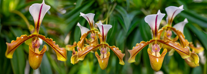 Paphiopedilum orchid flower in greenhouse close up © Vera Kuttelvaserova
