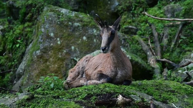 Pyrenean chamois (Rupicapra pyrenaica) with broken horn resting among rocks on mountain slope in the Pyrenees