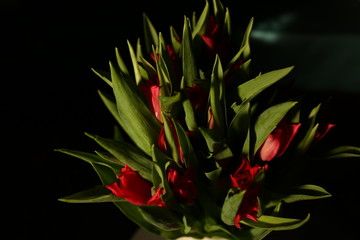 beautiful spring flowers tulips 8 of march