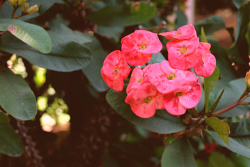 Crown of thorns plant, pink flowers, Euphorbia milii, Christ thorn. Vintage style