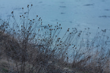Dry field plants of Ukraine in winter against the backdrop of a frozen blue lake.