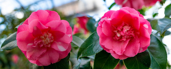 beautiful camellia - in glasshouse close up