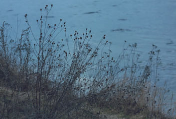 Obraz na płótnie Canvas Dry field plants of Ukraine in winter against the backdrop of a frozen blue lake.