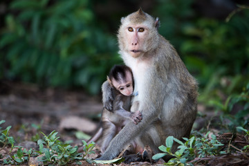 Asian monkey with son in the forest.