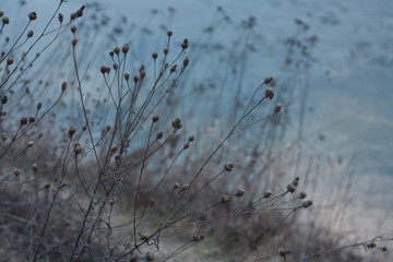 Dry field plants of Ukraine in winter against the backdrop of a frozen blue lake.
