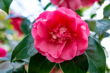 beautiful camellia - in glasshouse close up