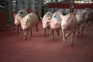 Pigs racing show in the farm.