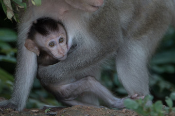 Asian monkey with son in the forest.