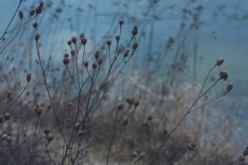 Dry field plants of Ukraine in winter against the backdrop of a frozen blue lake.