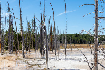 A view of dead trees in Yellowstone National Park