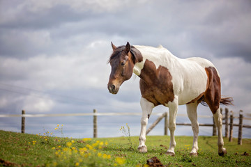 horse in a field