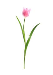 Beautiful spring pink tulip isolated on white