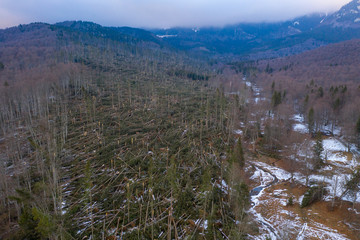 Aerial drone photo showing hundreds of fir trees torn up by their roots, razed to the ground, by a severe wind storm in Ciucas Mountains