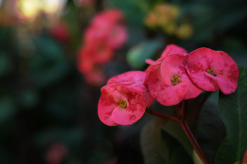 Crown of thorns plant, pink flowers, Euphorbia milii, Christ thorn.