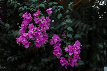 Bougainvillea flowers
