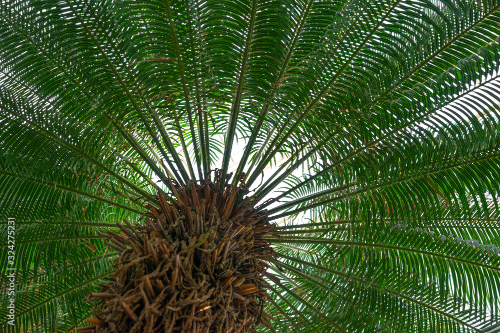 Canvas Prints cycas tree close up in the detail