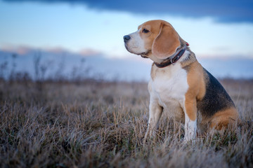 portrait of a Beagle dog during a walk on a spring evening