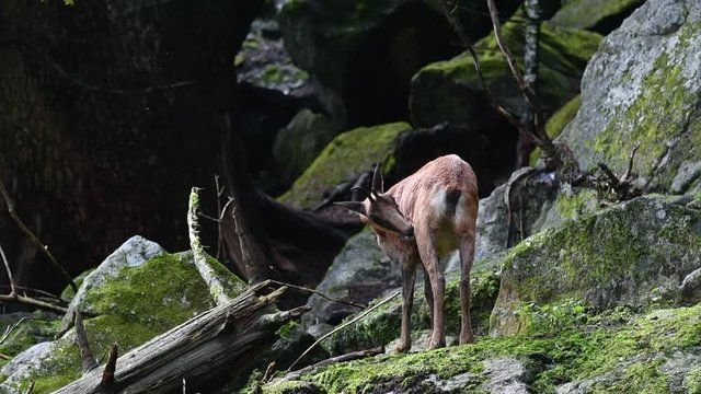 Pyrenean chamois (Rupicapra pyrenaica) with broken horn grooming among rocks in forest on mountain slope in the Pyrenees