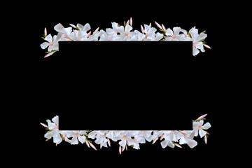 Oleander white flowers borders- frame. Summer tropical clip art kit isolated