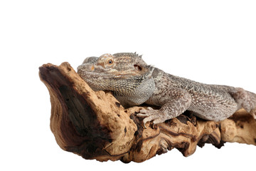 Bearded lizard (Pogona barbata) and tree branch isolated on white. Exotic pet
