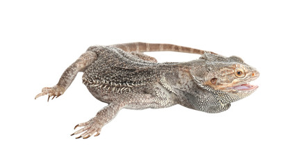 Bearded lizard (Pogona barbata) isolated on white. Exotic pet