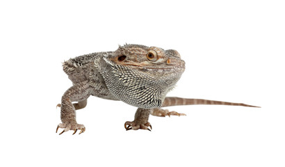Bearded lizard (Pogona barbata) isolated on white. Exotic pet