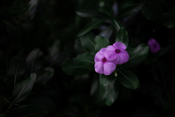 A flower with green leaves