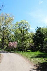Road in the park with spring blooming trees.