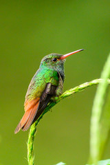 Hummingbird Long-tailed Sylph, Aglaiocercus kingi with orange flower, in flight. Hummingbird from Colombia in the bloom flower, wildlife from tropic jungle.