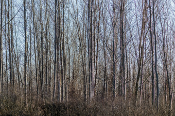 Deciduous tree young forest in winter 
