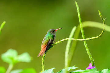 Hummingbird Long-tailed Sylph, Aglaiocercus kingi with orange flower, in flight. Hummingbird from Colombia in the bloom flower, wildlife from tropic jungle.