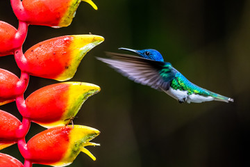 Obraz premium Hummingbird Long-tailed Sylph, Aglaiocercus kingi with orange flower, in flight. Hummingbird from Colombia in the bloom flower, wildlife from tropic jungle.