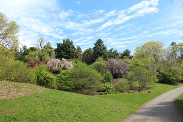 Sidewalk through the flowering trees in the park. Sunny spring morning at Highland Park, Rochester, New York