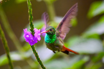 Hummingbird Long-tailed Sylph, Aglaiocercus kingi with orange flower, in flight. Hummingbird from Colombia in the bloom flower, wildlife from tropic jungle.