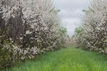 orchard in bloom