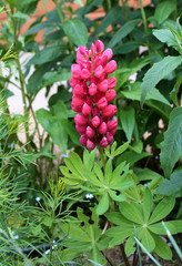 pink decorative lupine flowers in the garden