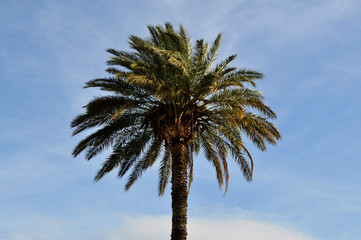 Spanish palm tree