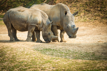 Fototapeta premium Rhino and baby