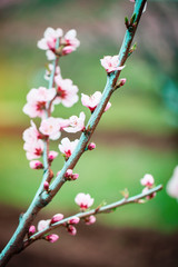 Pink flowers blooming peach tree at spring. Spring blooming, Abstract background. Banner. Selective focus.