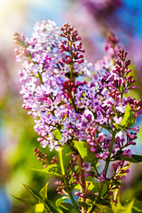 Obraz premium Lilac flowers bloom in the spring. Spring blooming, Abstract background. Banner. Selective focus.